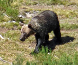Brown Bear5 - Ursus arctos © John Muddeman
